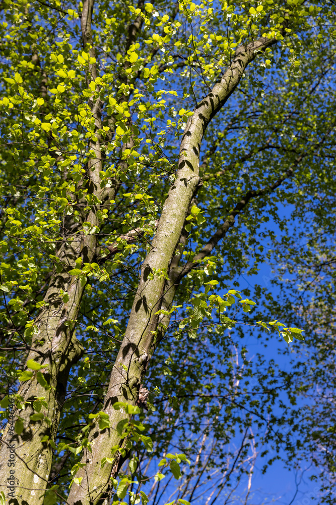 Fototapeta premium green foliage on hornbeam tree in spring bloom