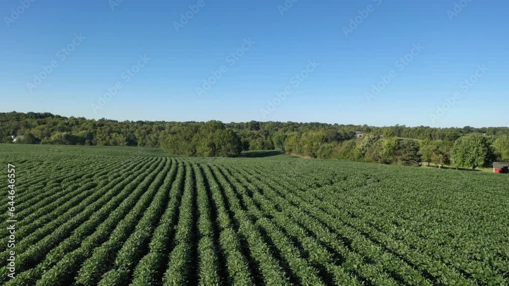 Aerial Video of Soybean Farming Field in Kentucky: Stunning Views of Lush Green Summer Crops Aerial Video of Soybean Farming Field in Kentucky: Stunning Views of Lush Green Summer Crops