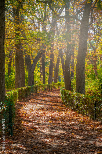 Autumn landscape with a path in Retiro park in Madrid, Spain.