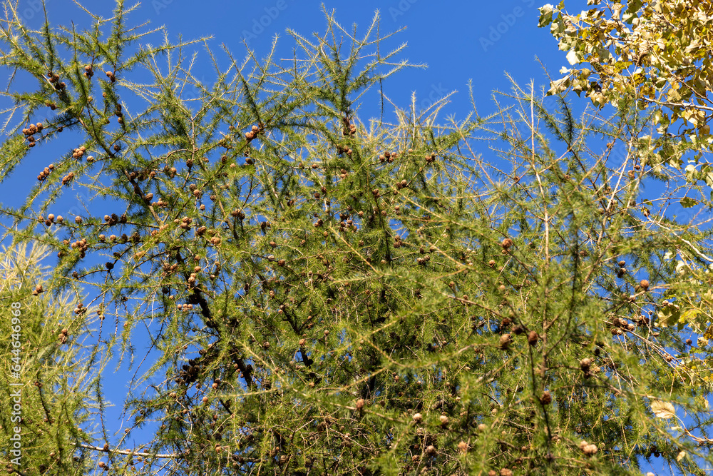Fototapeta premium Spruce branches with green needles in sunny weather