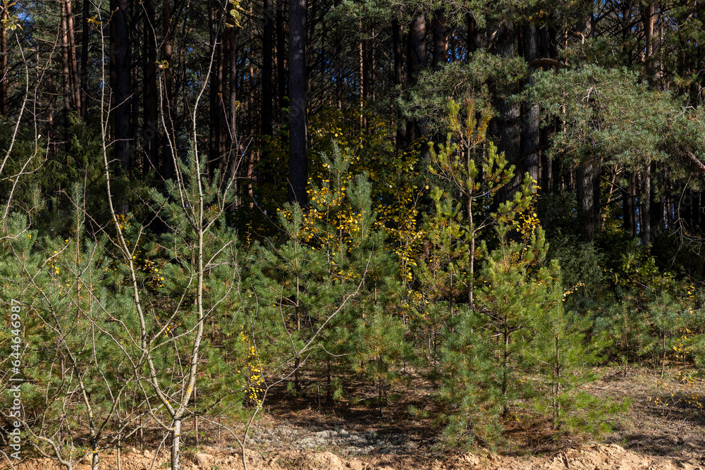 Obraz premium Coniferous pine tree with long needles
