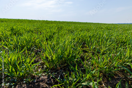 a new wheat crop in the spring season, new sprouts