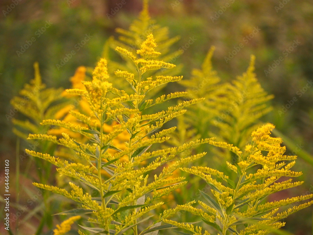 帰化植物　セイタカアワダチソウ　黄色い花