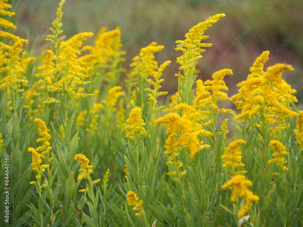 帰化植物　セイタカアワダチソウ　黄色い花