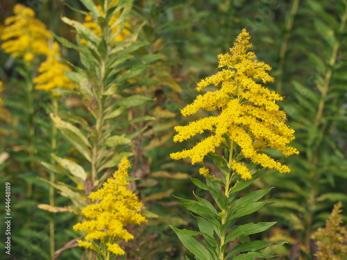 帰化植物 セイタカアワダチソウ 黄色い花