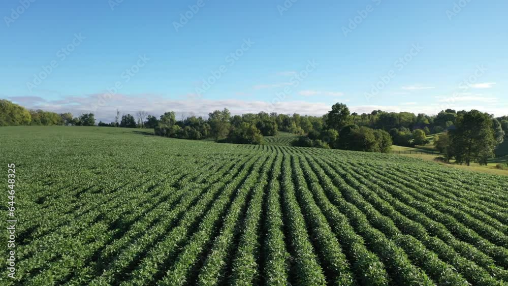 Aerial Video of Soybean Farming Field in Kentucky: Stunning Views of Lush Green Summer Crops Aerial Video of Soybean Farming Field in Kentucky: Stunning Views of Lush Green Summer Crops