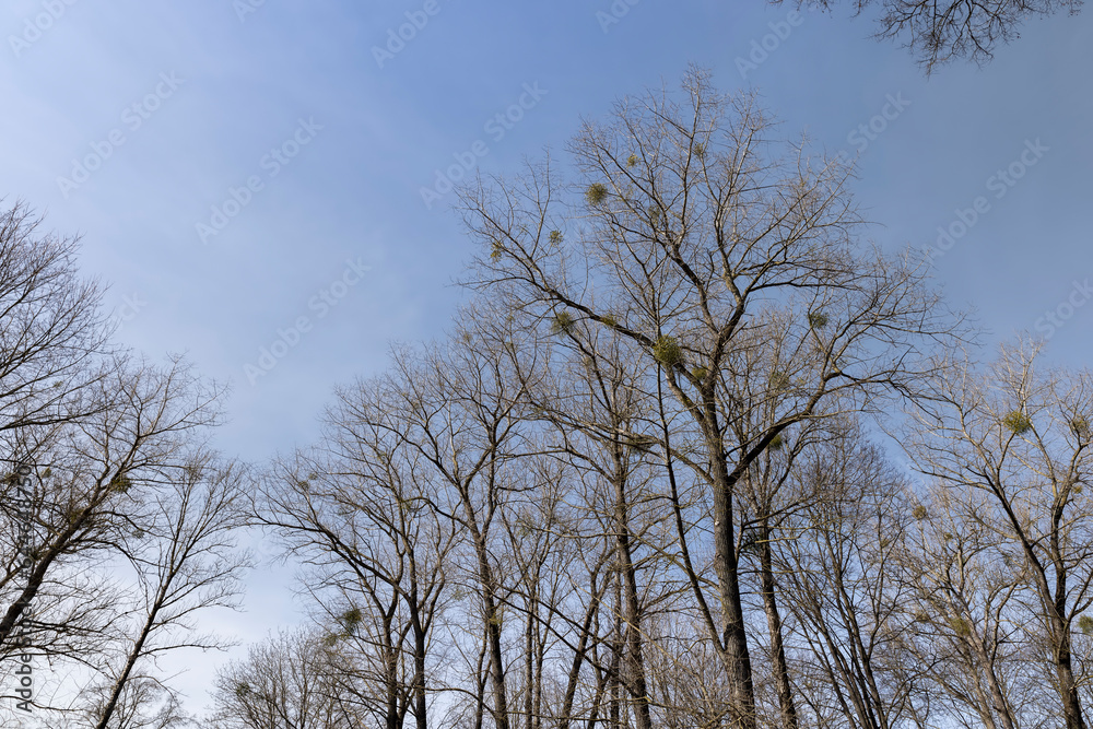 Branches of deciduous trees in the park in spring sunny weather Branches of deciduous trees in the park in spring sunny weather