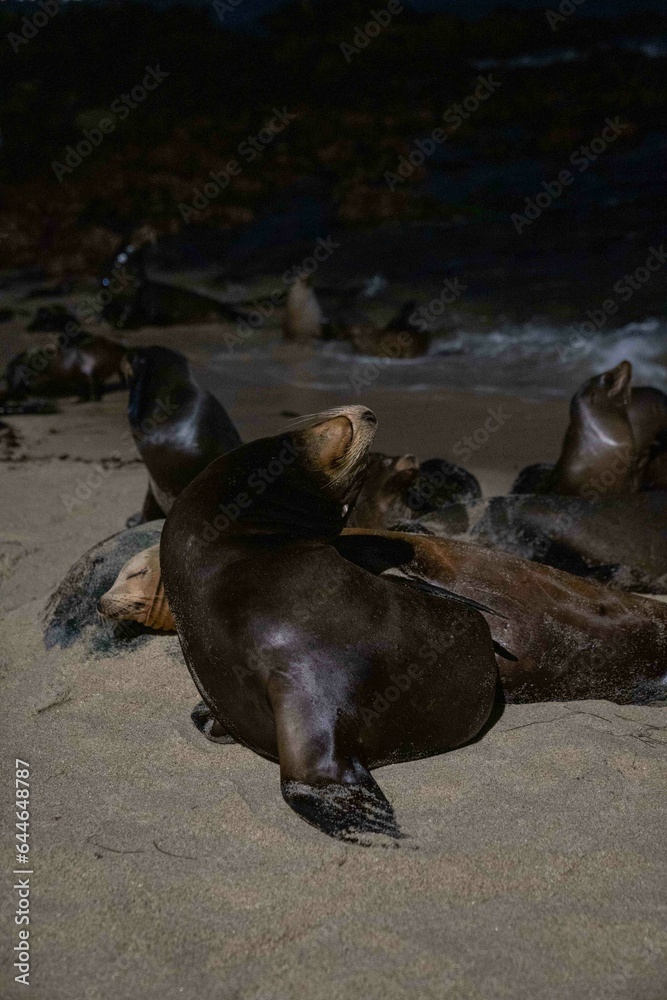 Fototapeta premium vertical capture of seal during the night on the beach while taking a nap