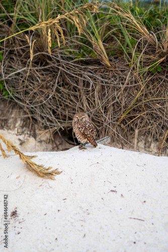 brown and white owl in florida beach standing on nest