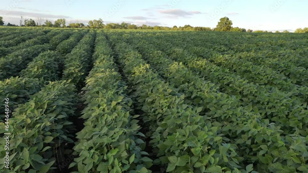 Aerial Video of Soybean Farming Field in Kentucky: Stunning Views of Lush Green Summer Crops Aerial Video of Soybean Farming Field in Kentucky: Stunning Views of Lush Green Summer Crops