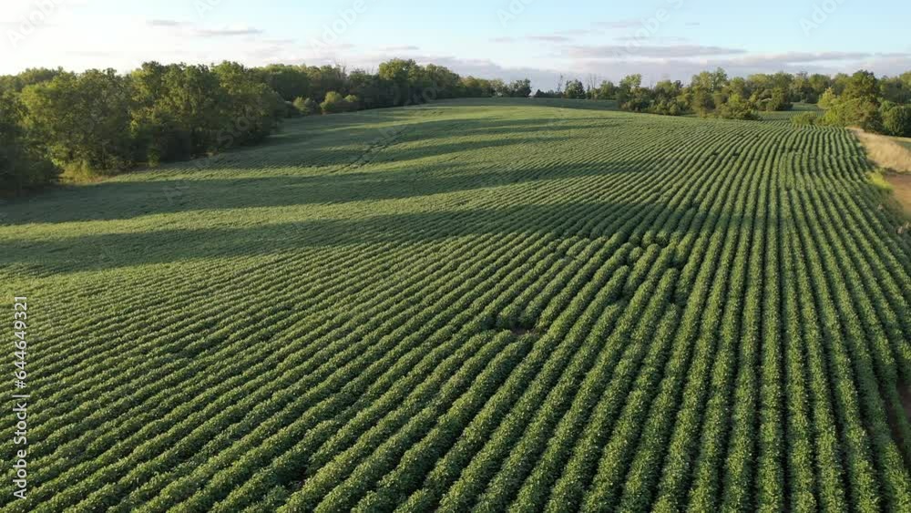 Aerial Video of Soybean Farming Field in Kentucky: Stunning Views of Lush Green Summer Crops
