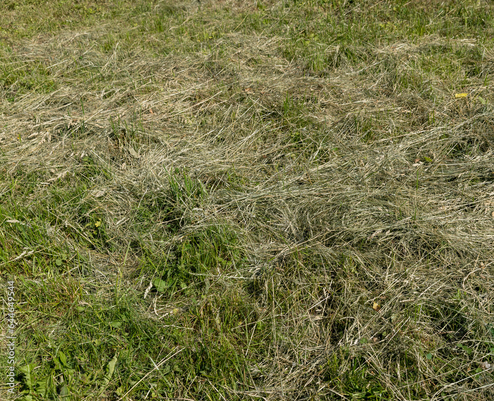 harvesting and drying hay grass for use in winter harvesting and drying hay grass for use in winter