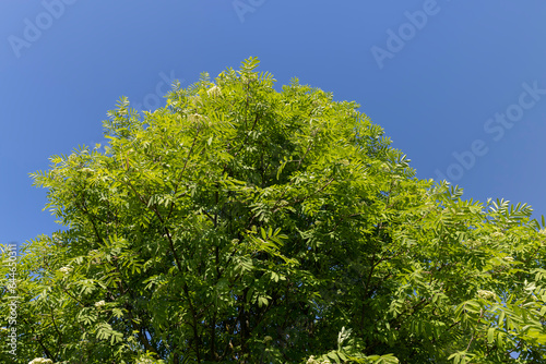 a flowering rowan tree with green foliage in the spring season