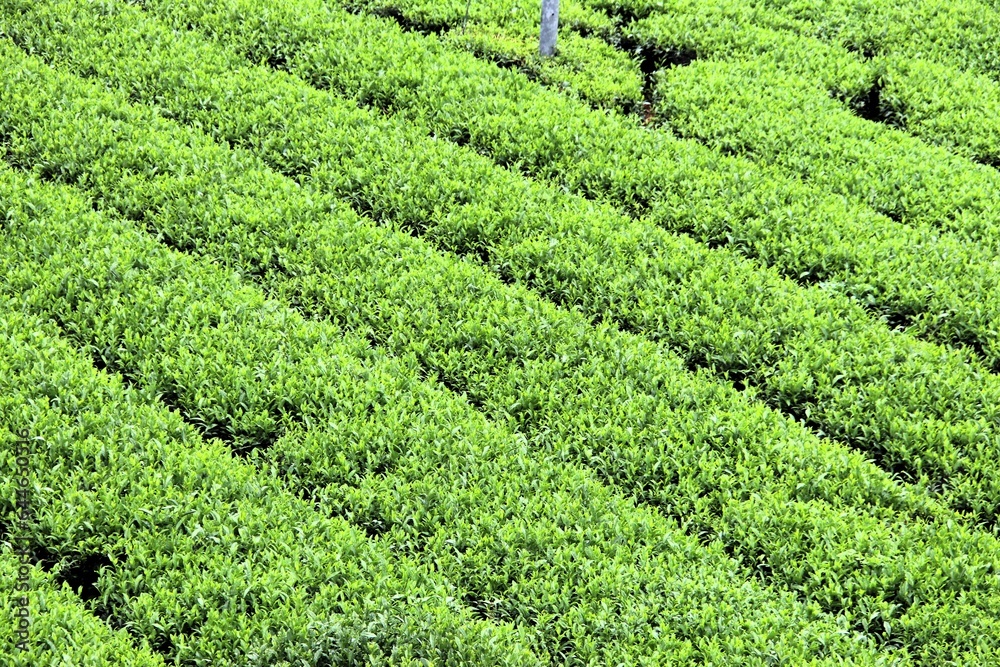 福岡県八女市の茶畑風景