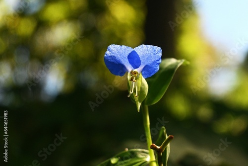 Asiatic dayflower ( Commelina communis ) flowers. Commelinaceae annual weed native to East Asia. Bright blue flowers bloom from June to September. It blooms in the morning and withers in the afternoon