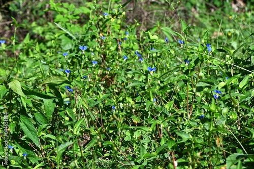 Asiatic dayflower ( Commelina communis ) flowers. Commelinaceae annual weed native to East Asia. Bright blue flowers bloom from June to September. It blooms in the morning and withers in the afternoon