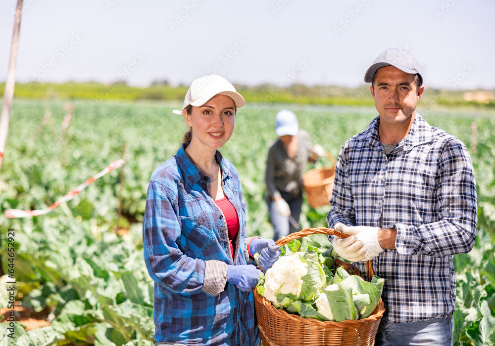 Obraz premium Portrait of positive man and woman plantation workers holding wicker basket full of cauliflowers.