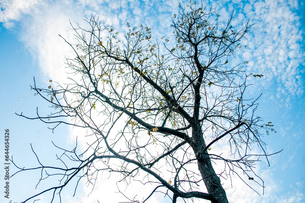 tree in winter tree in winter