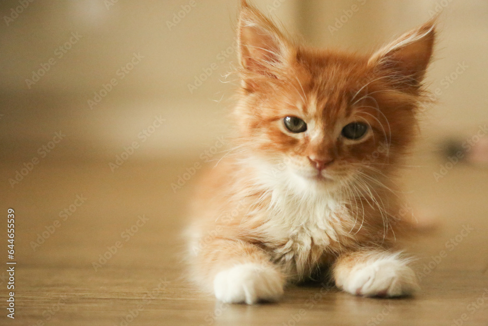 Obraz premium Cats