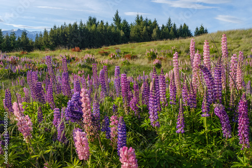 Lupins in a field with a forest of trees in the background