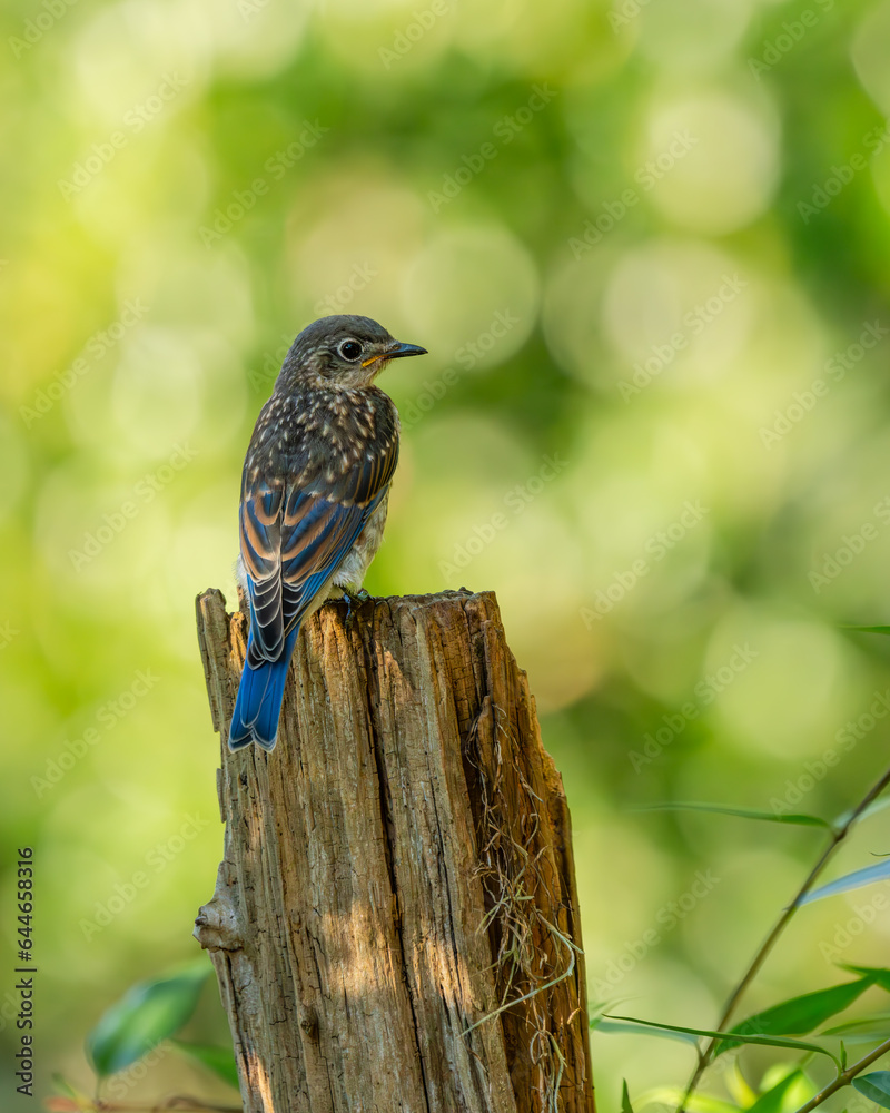Naklejka premium Bluebird
