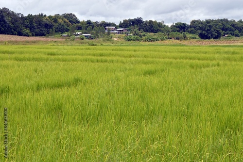 landscape of rice field in the countryside