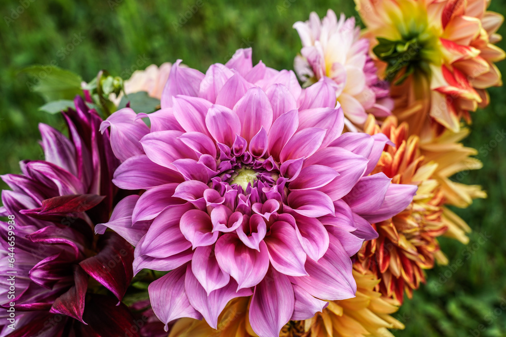 Close up of a variety of dahlia flowers. Large pink, penhill watermelon variety is at the center.