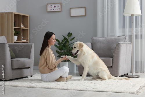 Cute Labrador Retriever dog giving paw to happy woman on floor at home. Adorable pet