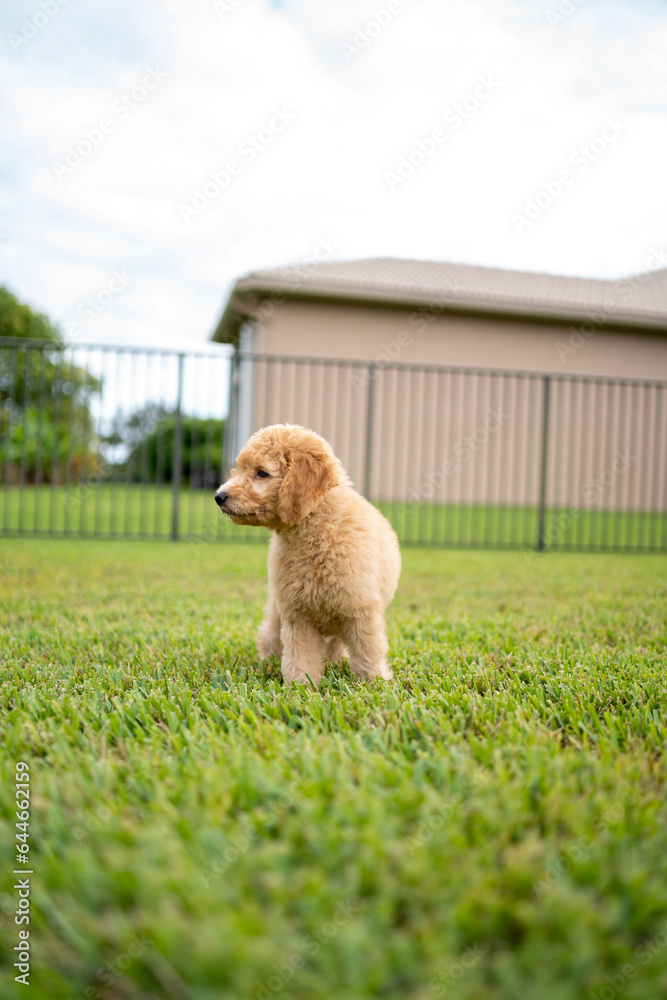 stoic puppy dog staring away from camera in an overcast day stoic puppy dog staring away from camera in an overcast day