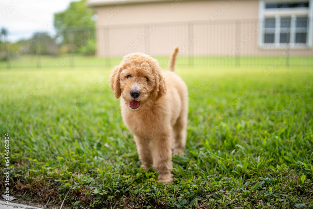 beautiful golden doodle puppy on top of a green lawn outside of a house beautiful golden doodle puppy on top of a green lawn outside of a house