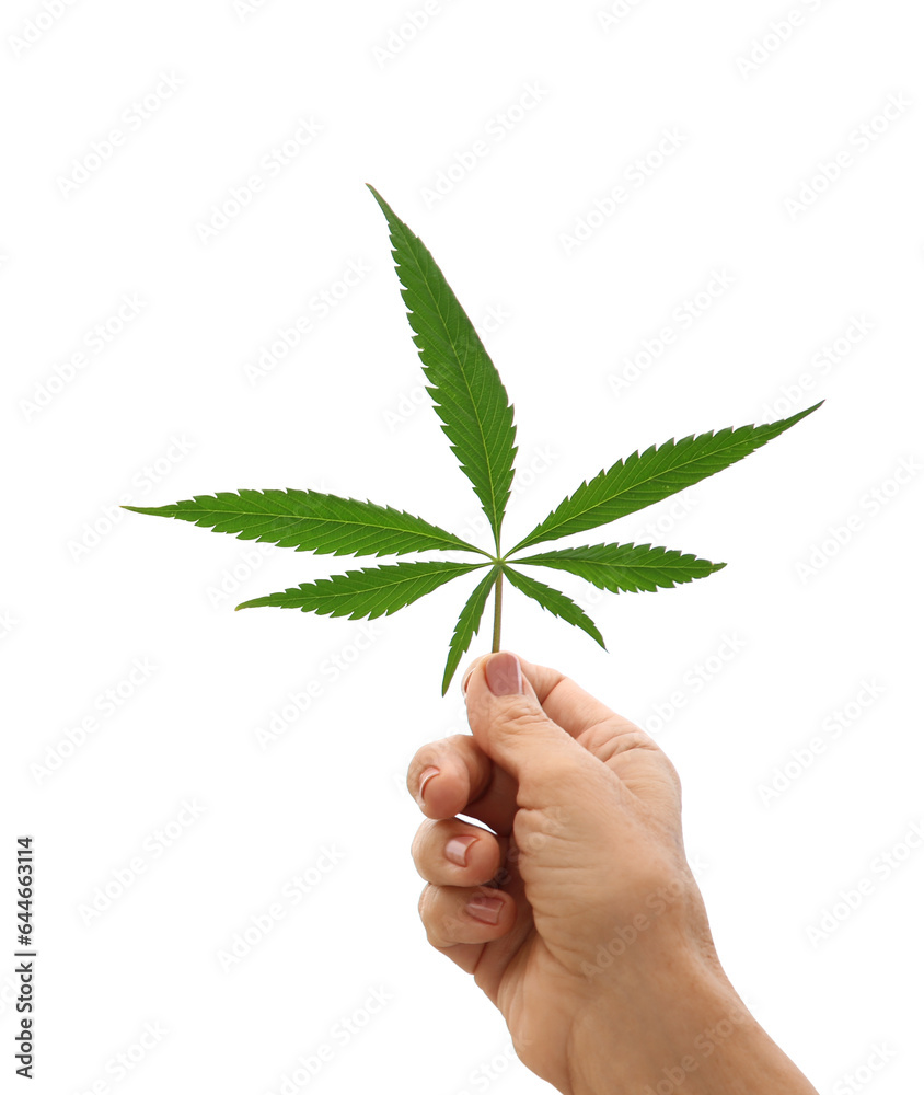 Woman holding fresh green hemp leaf on white background, closeup. Space for text