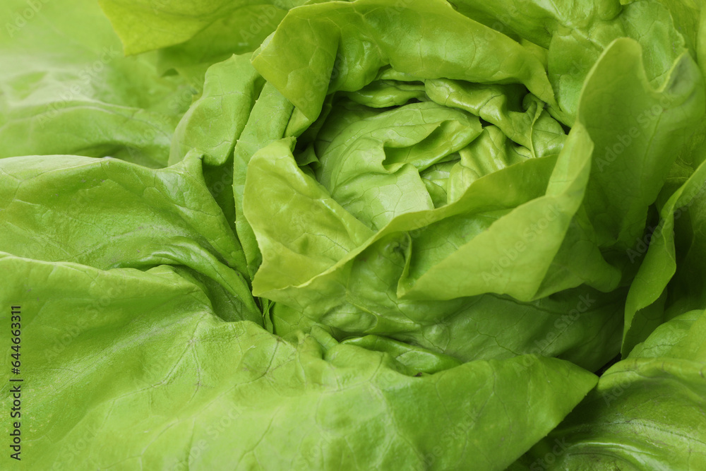 Fresh green butter lettuce as background, closeup Fresh green butter lettuce as background, closeup