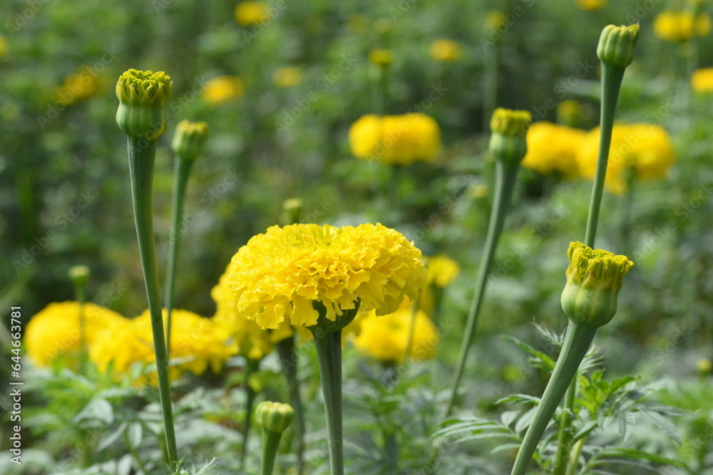 Obraz premium The most beautiful pictures of marigolds, marigold flower photo, 