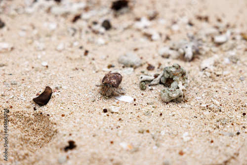 hermit crab moving across the sand fiji