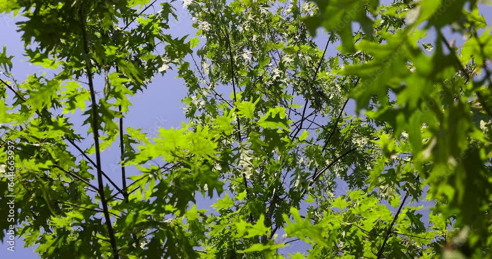 old oak with green foliage in summer, beautiful foliage on an oak tree in sunny weather old oak with green foliage in summer, beautiful foliage on an oak tree in sunny weather