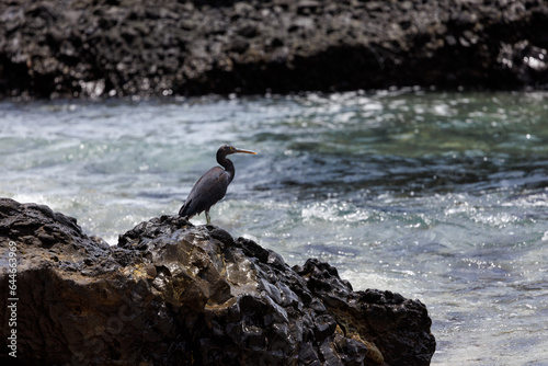 pacific reef heron standing on a black rock at the beach