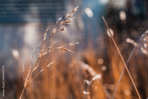 Wheat field © Noah