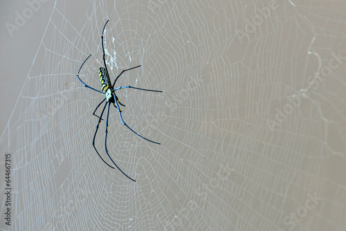 Giant Golden Orb Weaver Big spider sits on a web
