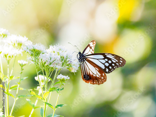 秋を感じる渡りチョウ　アサギマダラ