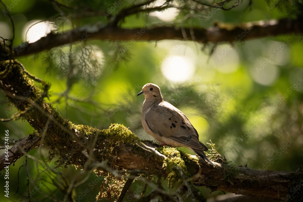 Mourning Dove in Alabama Cedar Tree Mourning Dove in Alabama Cedar Tree