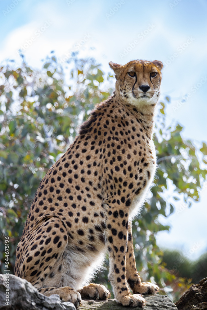 Cheetah on alert Cheetah on alert