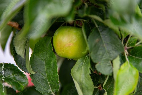 Unriped green tomato