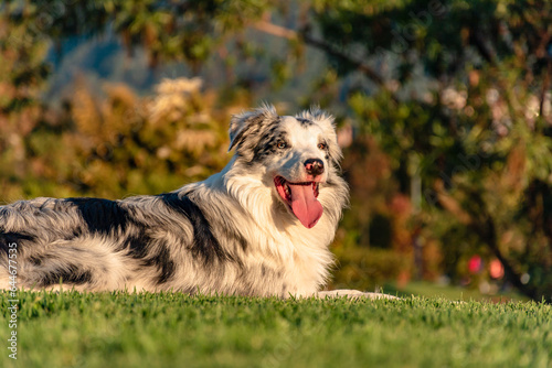 golden sunlight illuminating the face of a border collie sticking out its tongue. border collie in the park watching the sunset. white dog looking at the horizon. elegant pet lying in the meadow.