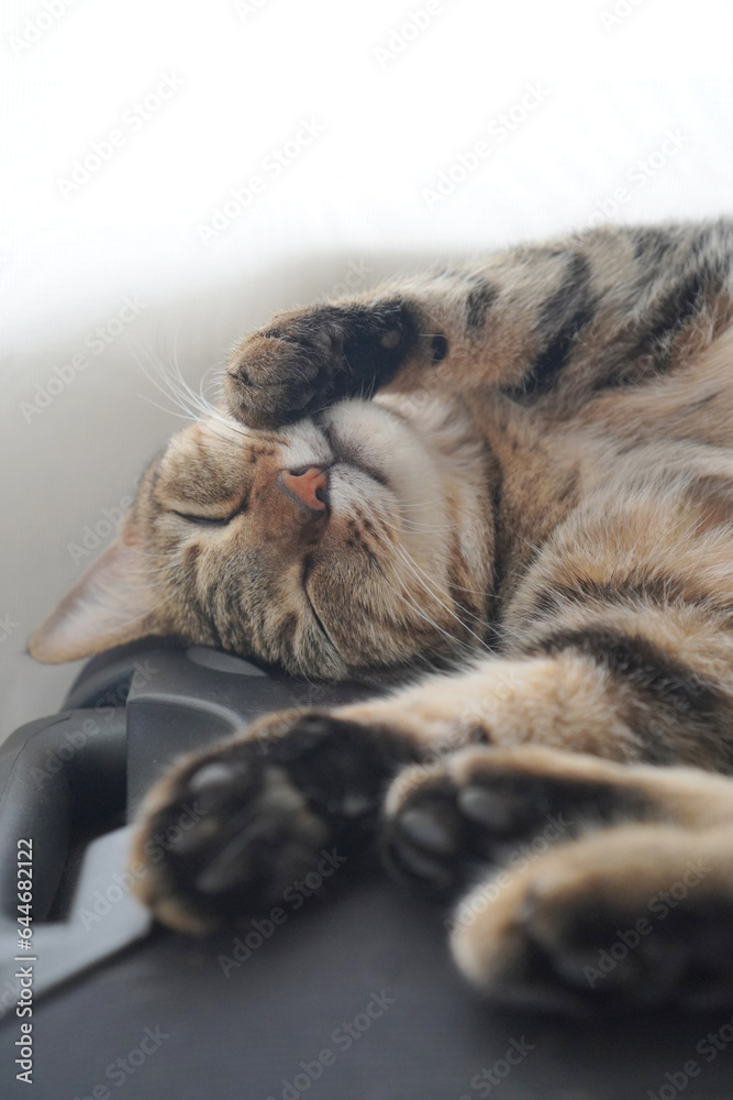眠るキジトラ 眠るキジトラ