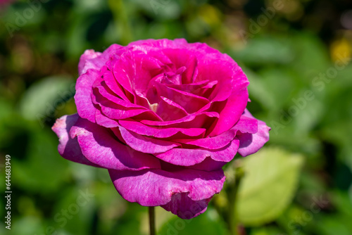 Melody Parfumee Grandiflora Rose in a garden. California  United States - June  2023.  