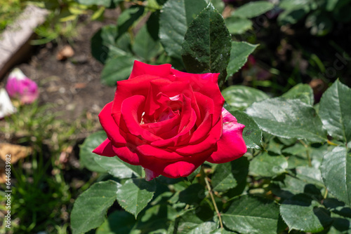 Picture Perfect Hybrid tea Rose in a garden. California  United States - June  2023.  