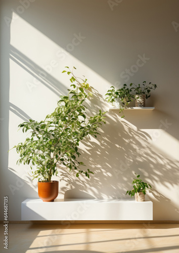 Display of Beautiful indoor plants,  growing in the sunlight, in a of light-filled space
