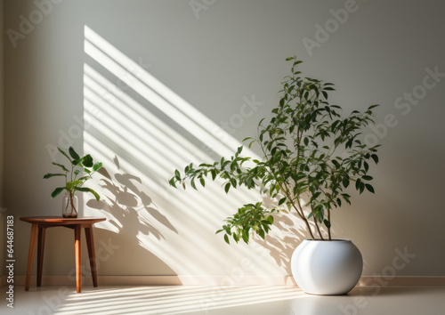 Beautiful indoor plants, growing in the sunlight, in a of light-filled space