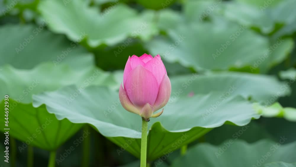 lotus bud blooming in summer pond with green leaves as background lotus bud blooming in summer pond with green leaves as background