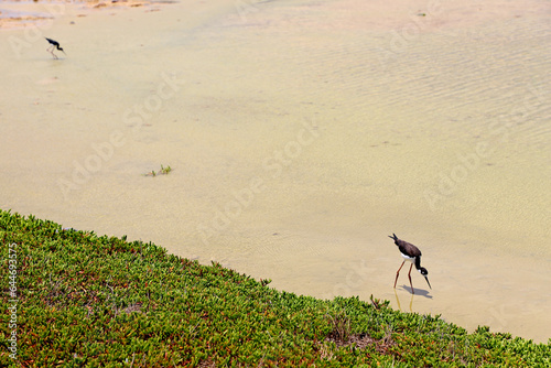 Hawaiian stilt bird and succulent at Kanaha Pond Wildlife Sanctuary in Maui
